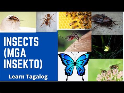 Tagalog lessons: Insects .